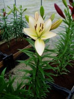 [1688 ChampagneDiamond DJ No02.JPG]